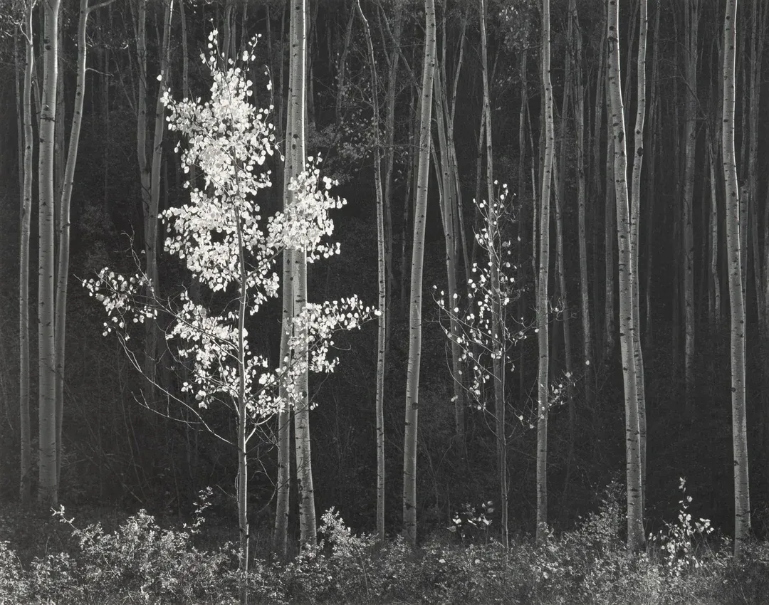 Aspens, Northern New Mexico Photo by: Ansel Adams