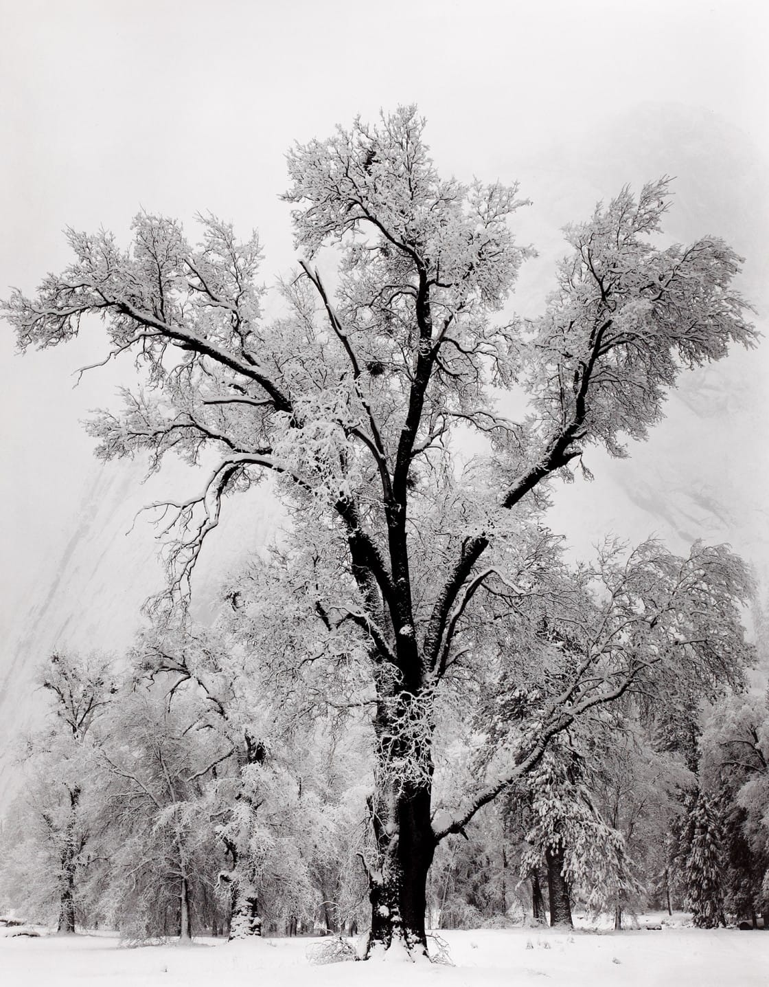 Oak Tree, Snow Storm, Yosemite Photo by: Ansel Adams