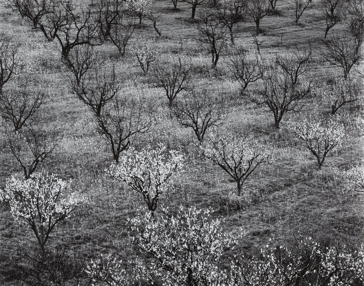 Orchard, Early Spring, Near Stanford University, California Photo by: Ansel Adams