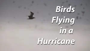 Slo Mo Birds in Hurricane