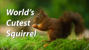 We Found the World's Cutest Squirrel